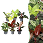 6× Philodendron bébé Family – Ø6 cm, 10–15 cm de haut