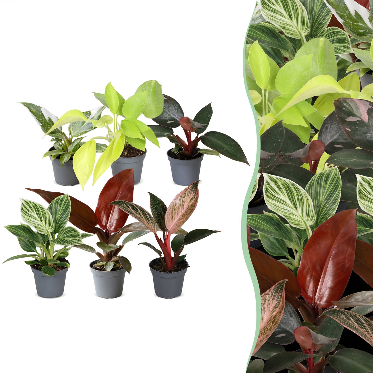 6× Baby Philodendron Family – Ø6 cm, 10–15 cm høj