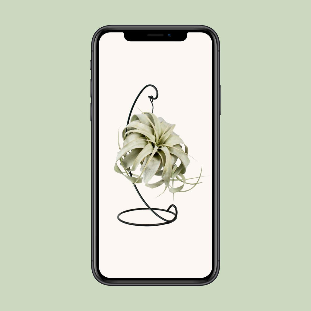 Tillandsia King Xero (luchtplantje) – Ø12 cm, 23 cm hoog – foto 4