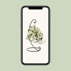Tillandsia King Xero (luchtplantje) – Ø12 cm, 23 cm hoog