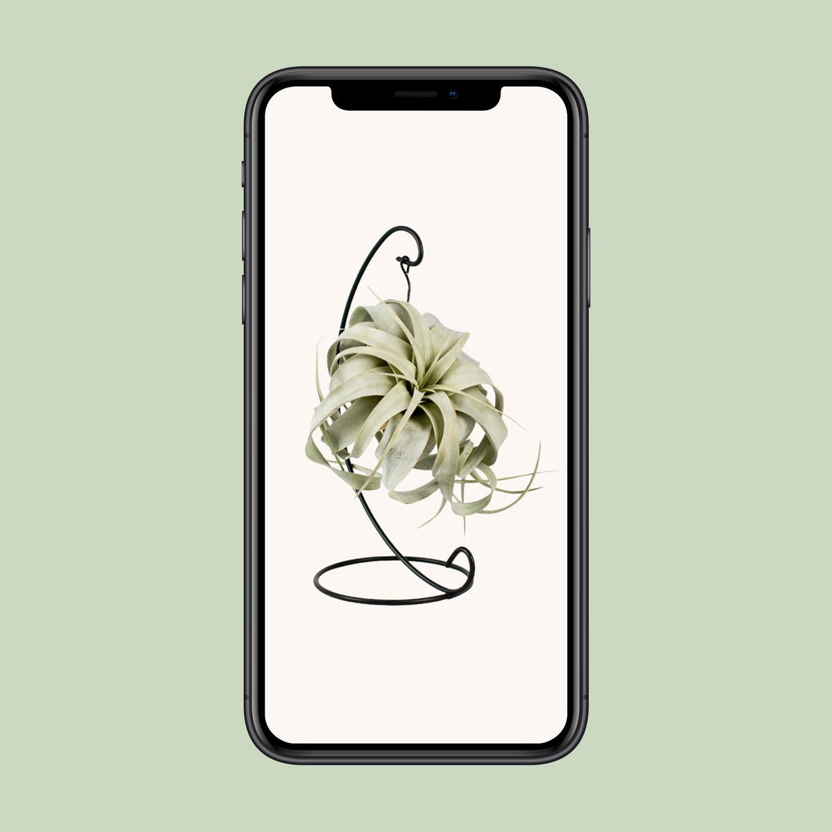 Tillandsia King Xero (Luftpflanze) – Ø 12 cm, 23 cm hoch