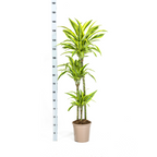 Dracaena Deremensis Lemon Lime (drakenboom) – Ø24 cm, 130–150 cm hoog