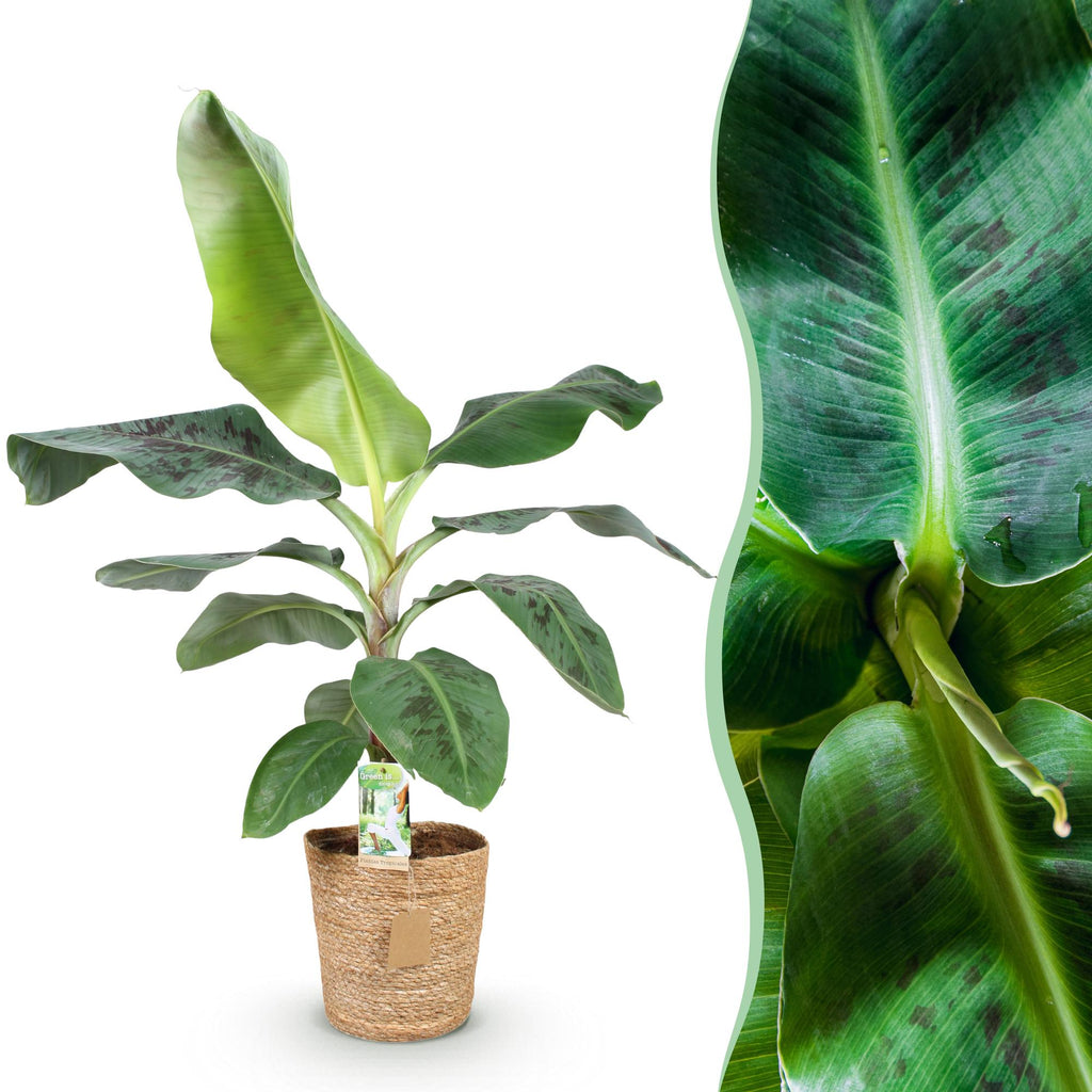 Musa acuminata Dwarf Cavendisch (bananenplant) met mand – Ø21 cm, 70–75 cm hoog