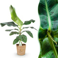 Musa acuminata Dwarf Cavendisch (bananenplant) met mand – Ø21 cm, 70–75 cm hoog