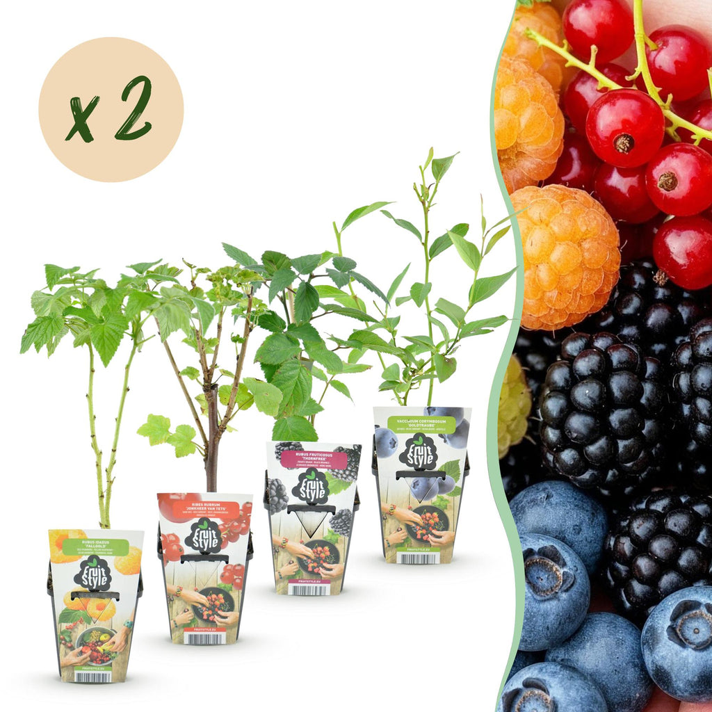 Himbeere (Rubus idaeus) – 8 Pflanzen, Ø9 cm, 35 cm hoch