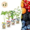 Himbeere (Rubus idaeus) – 8 Pflanzen, Ø9 cm, 35 cm hoch