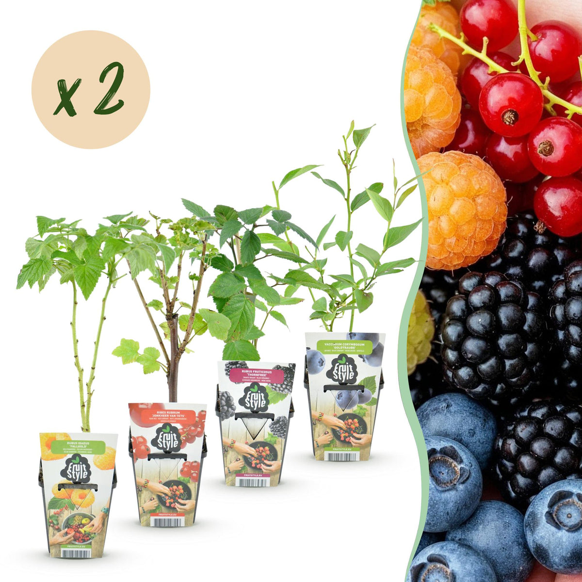 Himbeere (Rubus idaeus) – 8 Pflanzen, Ø9 cm, 35 cm hoch