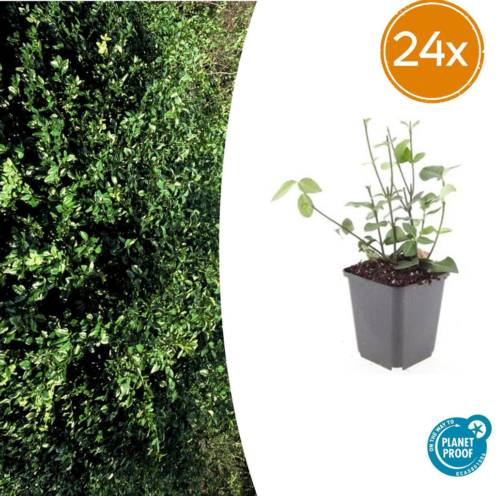Euonymus fort. 'Coloratus' (burning bush) – 24 plants, Ø9 cm, 10–25 cm high – photo 2