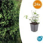Euonymus fort. 'Coloratus' (burning bush) – 24 plants, Ø9 cm, 10–25 cm high