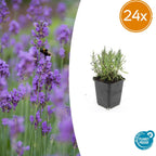 Lavandula angustifolia 'Munstead' (lavande) – 24 plants, Ø9 cm, 10–25 cm de haut
