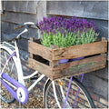 Lavandula stoechas 'Anouk' (lavender) in Old Look decorative pot – 3 plants, Ø13 cm, 250 cm high