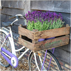 Lavandula stoechas 'Anouk' (lavender) in Old Look decorative pot – 3 plants, Ø13 cm, 250 cm high