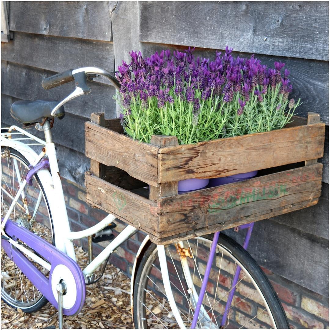 Lavandula stoechas 'Anouk' (lavender) in Old Look decorative pot – 3 plants, Ø13 cm, 250 cm high – photo 2
