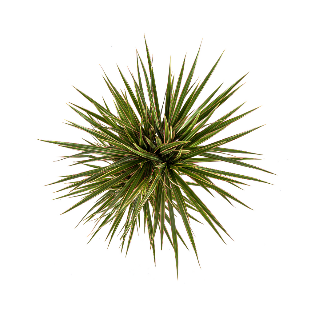Dracaena marginata Bicolor (arbre dragonnier) – Ø17 cm, 50–70 cm de haut