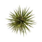 Dracaena marginata Bicolor (arbre dragonnier) – Ø17 cm, 50–70 cm de haut