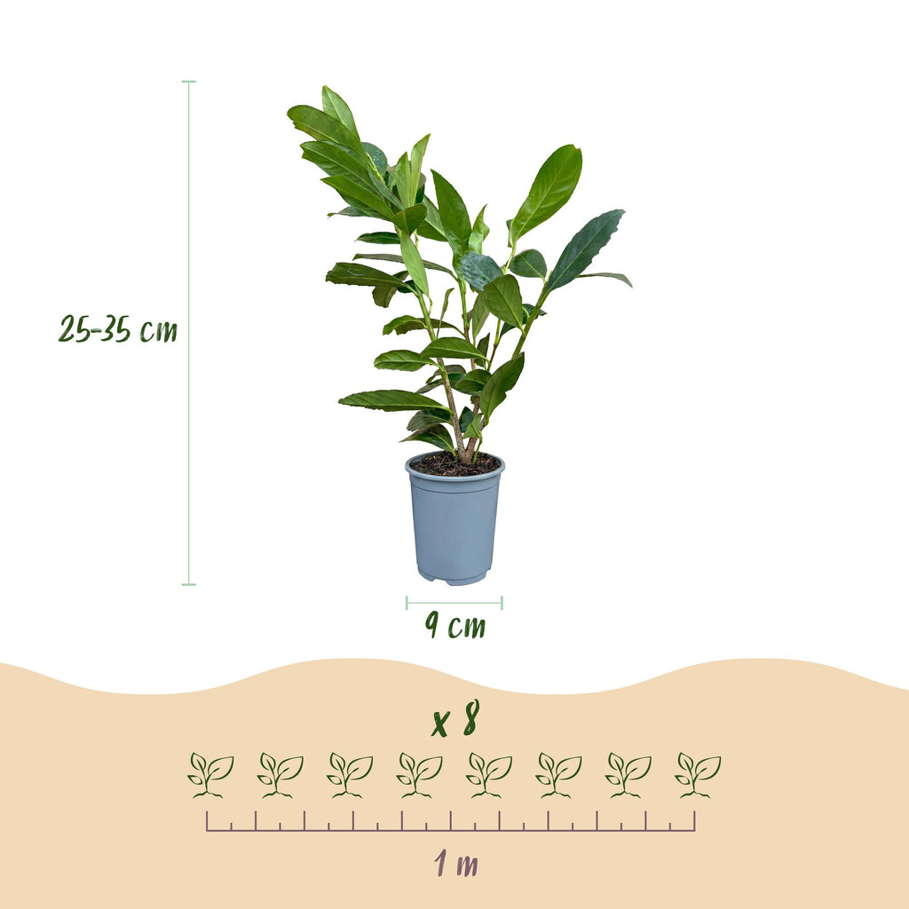 Prunus laurocerasus 'Caucasica' (prunier de laurier) – 40 plants, Ø9 cm, 25–35 cm de haut – photo 3