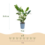Prunus laurocerasus 'Caucasica' (prunier de laurier) – 40 plants, Ø9 cm, 25–35 cm de haut