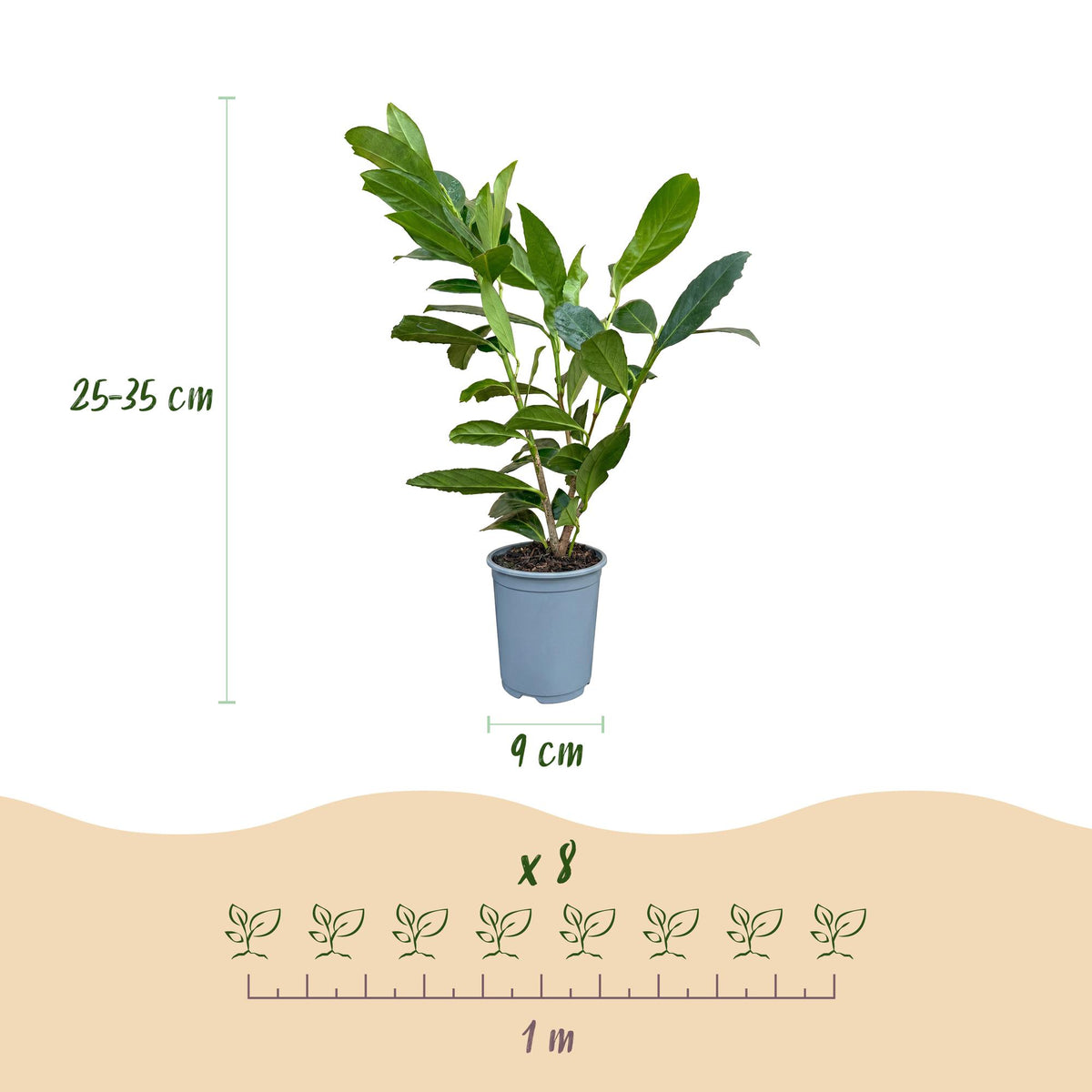 Prunus laurocerasus 'Caucasica' (prunier de laurier) – 40 plants, Ø9 cm, 25–35 cm de haut – photo 3