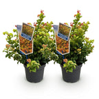 Leucothoe 'Curly Gold' – gul – 2 planter, Ø17 cm, 40 cm høj