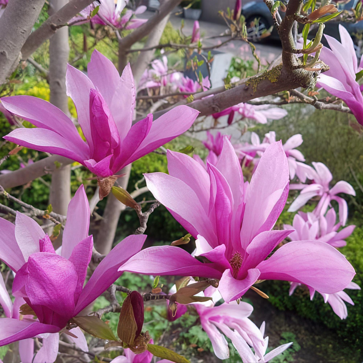 Magnolia 'Susan' – lilla – Ø12 cm, 30 cm høj – billede 4