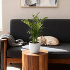 4× Guldpalme (Dypsis) i hvid Potter-pottedskål – Ø12 cm, 15 cm høj
