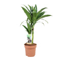 Dracaena Janet Craig 30-15 (arbre dragonnier) – Ø17 cm, 60 cm de haut
