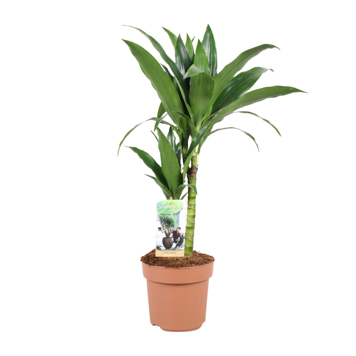 Dracaena Janet Craig 30-15 (drakenboom) – Ø17 cm, 60 cm hoog