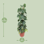 Philodendron scandens Brasil – Ø24 cm, 120 cm hoog