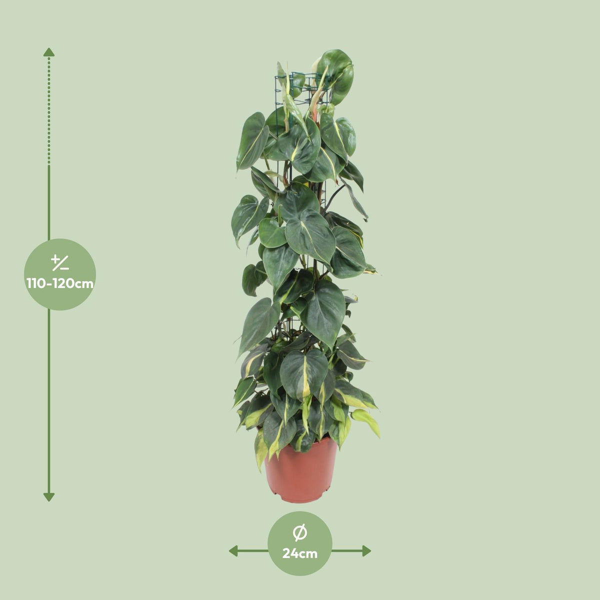Philodendron scandens Brasil – Ø24 cm, 120 cm de haut