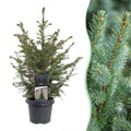 Picea omorika (petit sapin de Noël) – Ø23 cm, 70 cm de haut