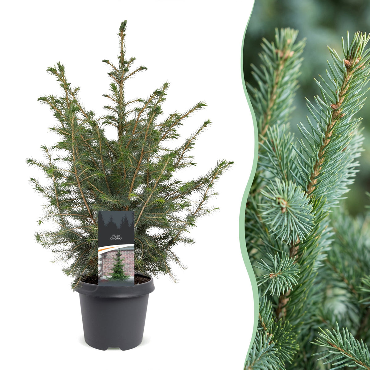 Picea omorika (petit sapin de Noël) – Ø23 cm, 70 cm de haut