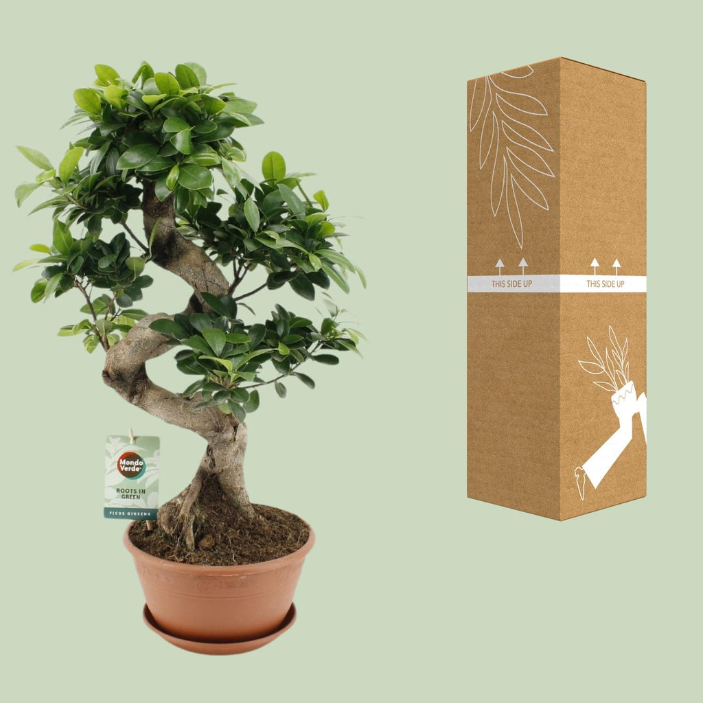 Ficus Ginseng – Ø22 cm, 60 cm høj