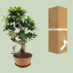 Ficus Ginseng – Ø22 cm, 60 cm høj