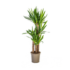 Yucca elephantipes – Ø21 cm, 90–110 cm høj