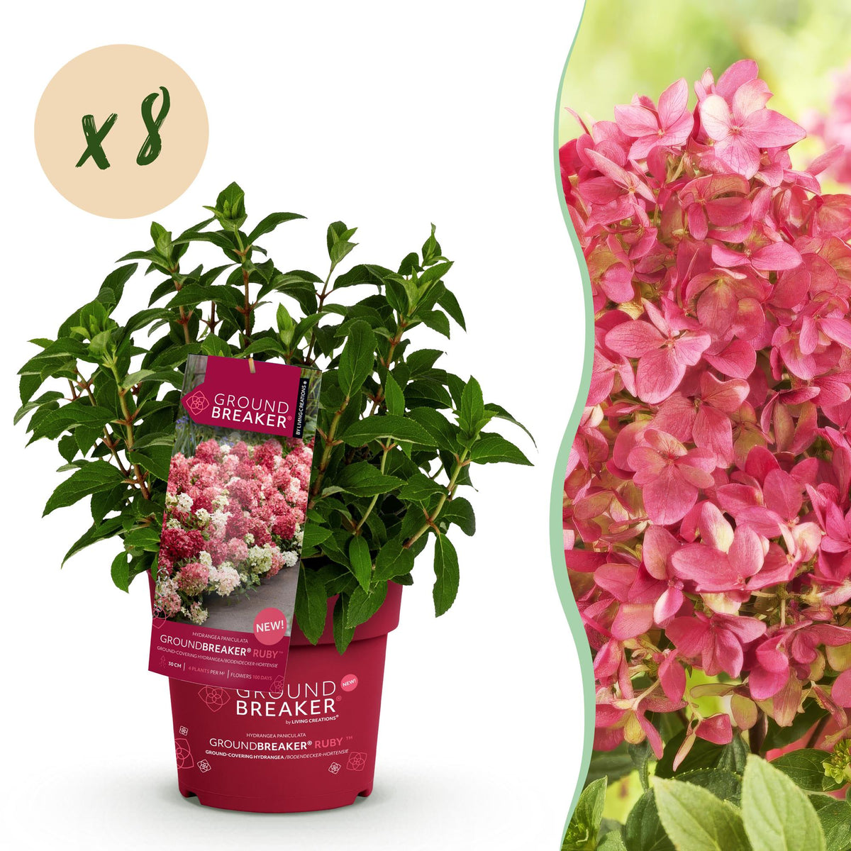 Hydrangea panniculata 'Groundbreaker Ruby' (pluimhortensia) – rood – 8 planten, Ø14 cm, 20–25 cm hoog