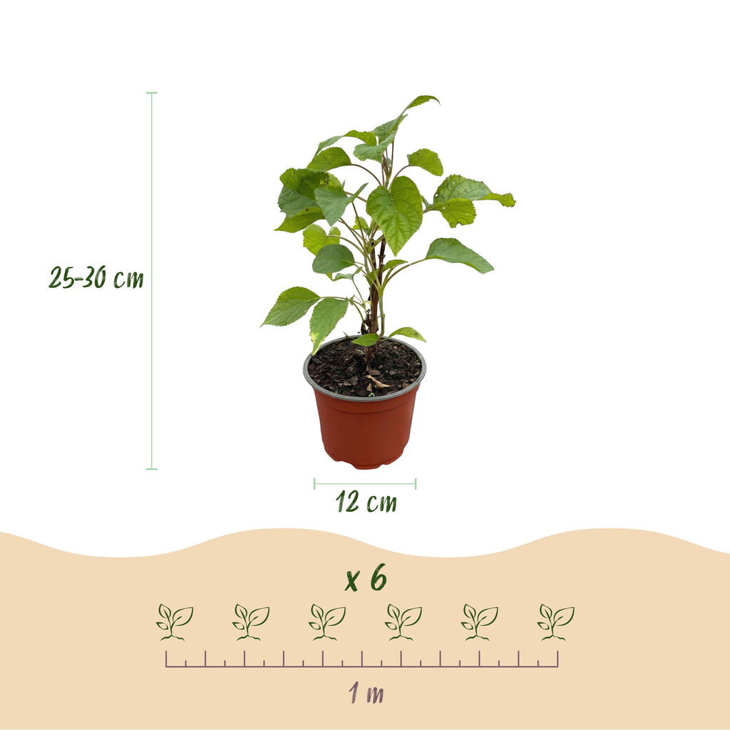 Hydrangea arborescens 'Annabelle' (Rispenhortensie) – weiß – Ø 12 cm, 20–30 cm hoch – Bild 3