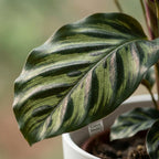 Calathea makoyana i Potter-pyntepotte hvid – Ø19 cm, 70 cm høj