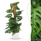 Monkey Mask (Monstera) dans pot décoratif Potter blanc – Ø19 cm, 90 cm de haut