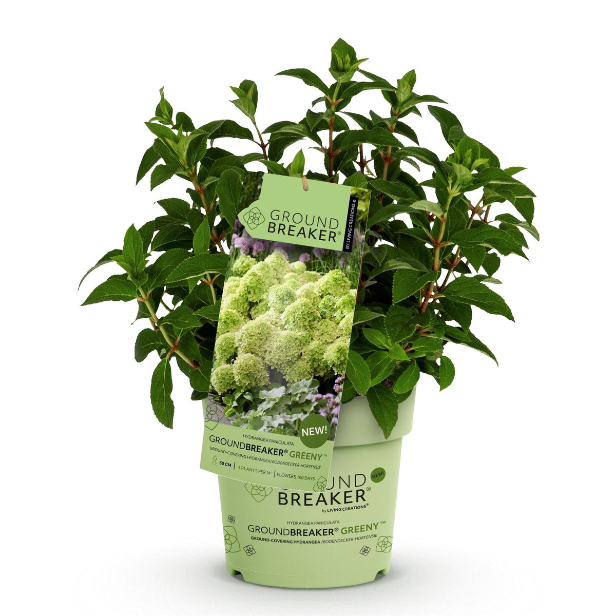 Hydrangea panniculata 'Groundbreaker Greeny' (pluimhortensia) – crème – Ø14 cm, 20–25 cm hoog