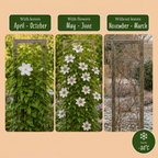 Clematis 'Miss Bateman' (Waldrebe) – weiß – Ø9 cm, 35 cm hoch