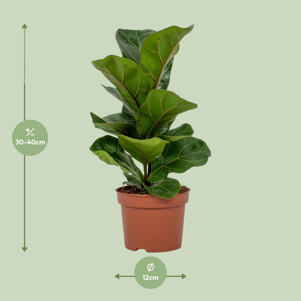 Ficus lyrata (vioolbladplant) – Ø12 cm, 30 cm hoog