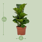 Ficus lyrata (vioolbladplant) – Ø12 cm, 30 cm hoog