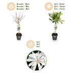Magnolia stellata auf Stamm – Ø 19 cm, 90 cm hoch