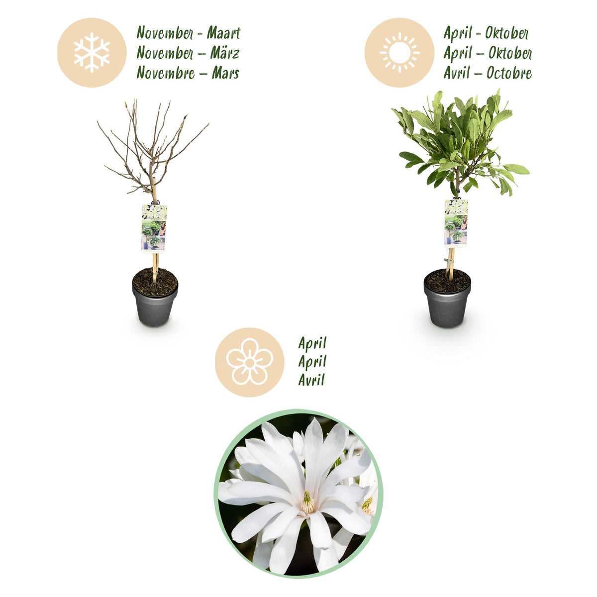 Magnolia stellata auf Stamm – Ø 19 cm, 90 cm hoch – Bild 9