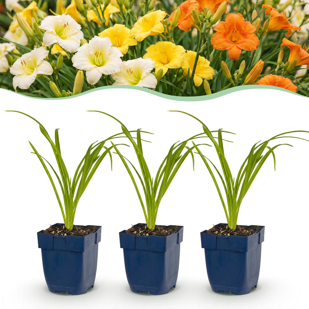 Hemerocallis 'Tricolour' (daglelie) – crème-geel-rood – 12 planten, Ø11 cm, 15–25 cm hoog
