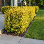 Ligustrum ovalifolium 'Aureum' (golden privet) – 24 plants, Ø9 cm, 35–45 cm high