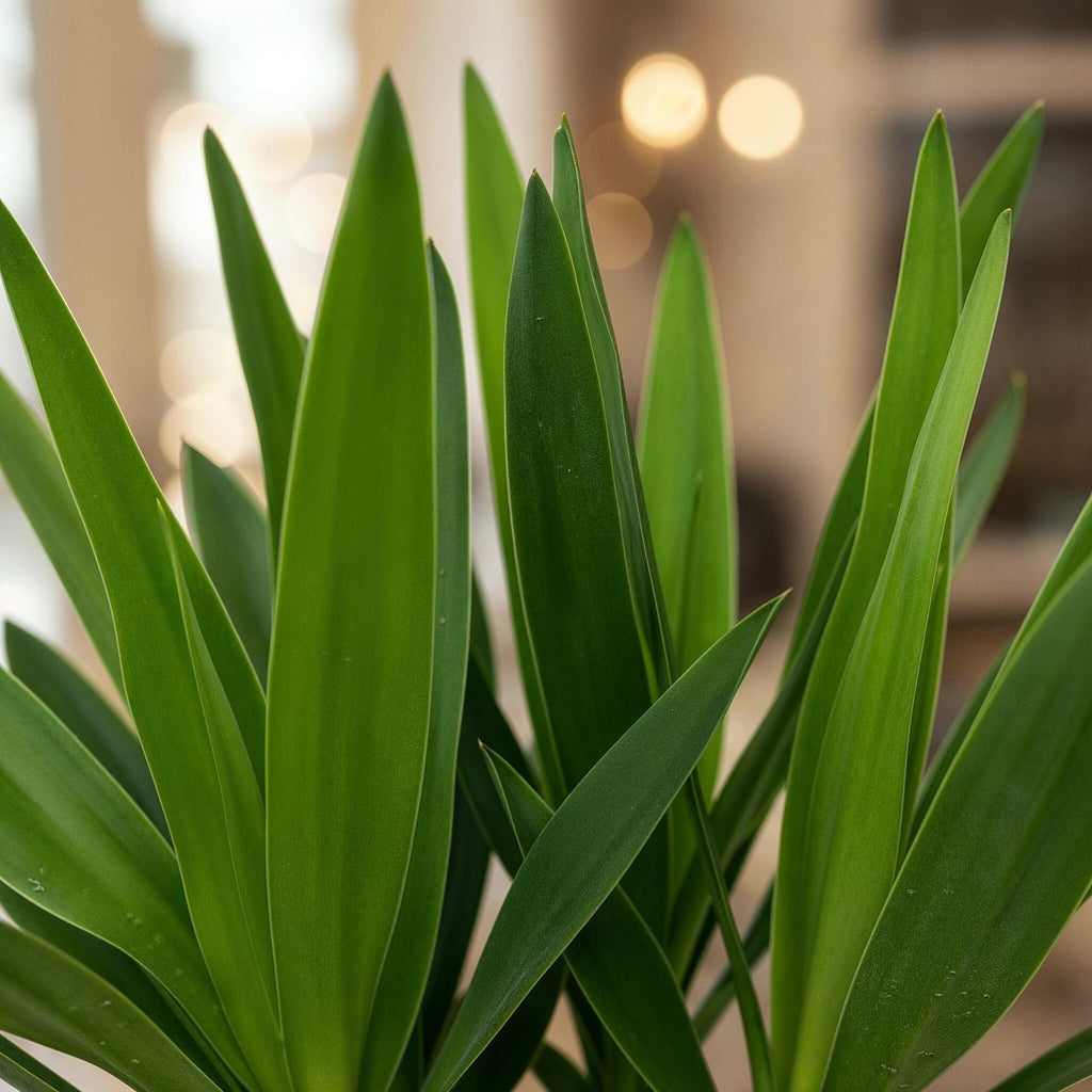 Yucca elephantipes – Ø 14 cm, 55 cm hoch – Art. 54722