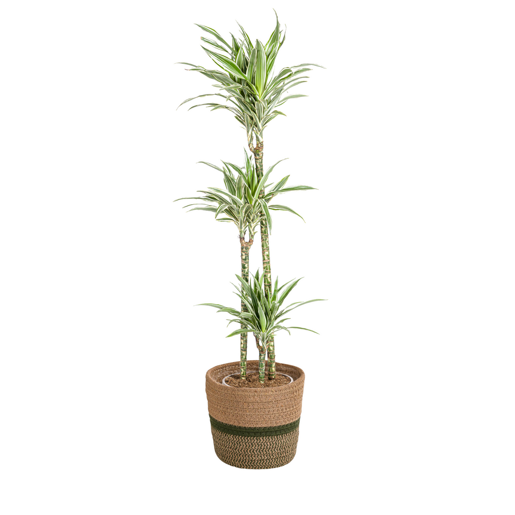 Dracaena Deremensis White Stripe (Drachenbaum) mit Korb – Ø24 cm, 130–150 cm hoch
