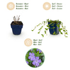 Vinca minor (Gewöhnlicher Immergrün) – blau – 6 Pflanzen, Ø 11 cm, 15–25 cm hoch