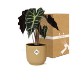 Alocasia ‘Polly’ in ELHO Vibes Fold 14cm geel (olifantsoor) – 45 cm hoog